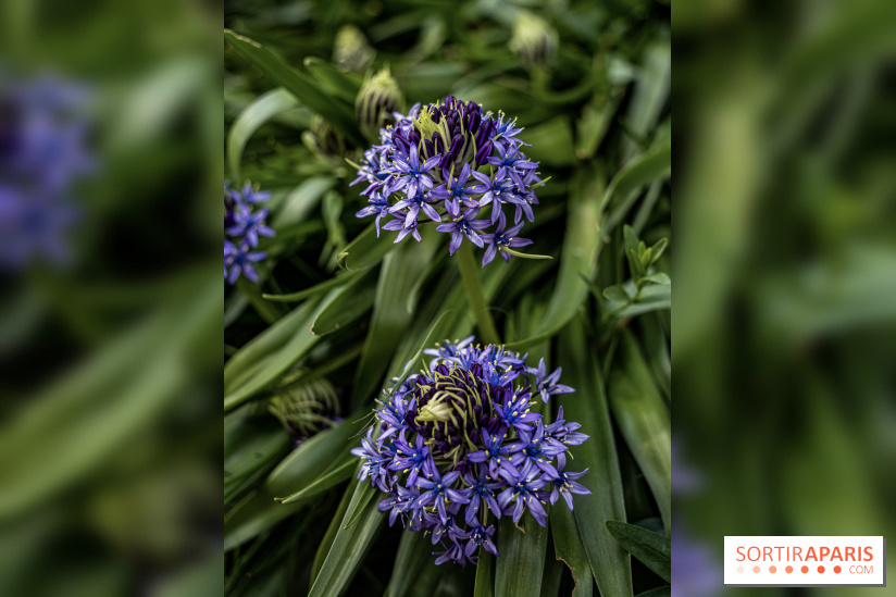 Le Jardin Alpin caché du Jardin des Plantes