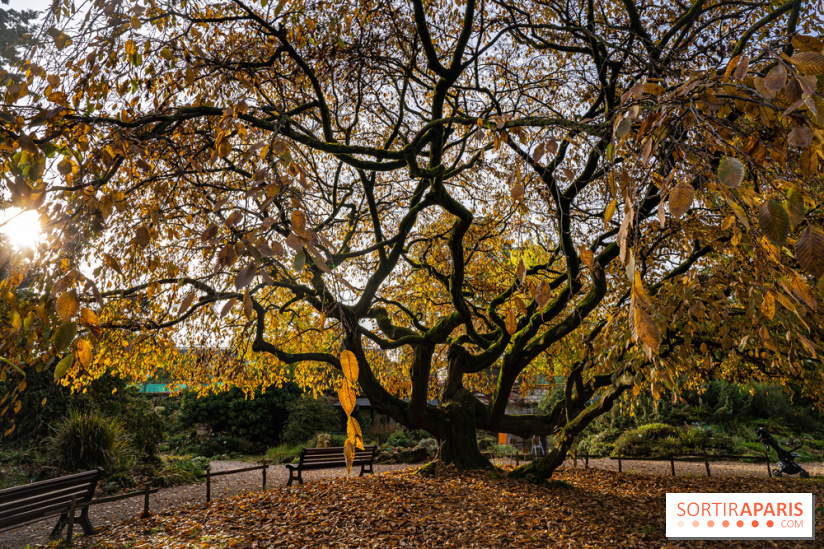 Le Jardin Alpin caché du Jardin des Plantes