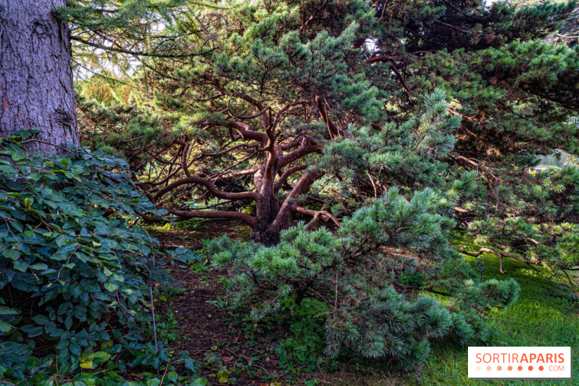 Le Jardin Alpin caché du Jardin des Plantes