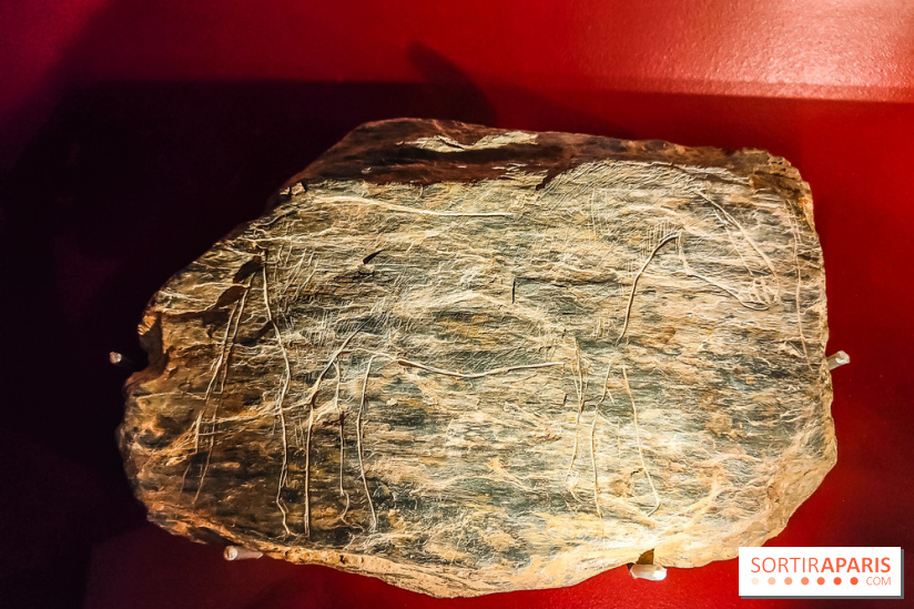 Arts et Préhistoire, l'exposition de peintures rupestres au Musée de l'Homme - nos photos