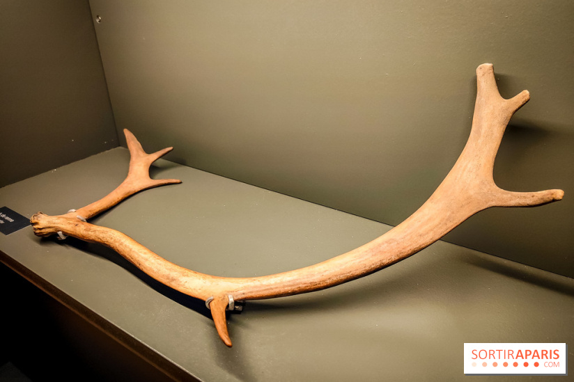 Arts et Préhistoire, l'exposition de peintures rupestres au Musée de l'Homme - nos photos