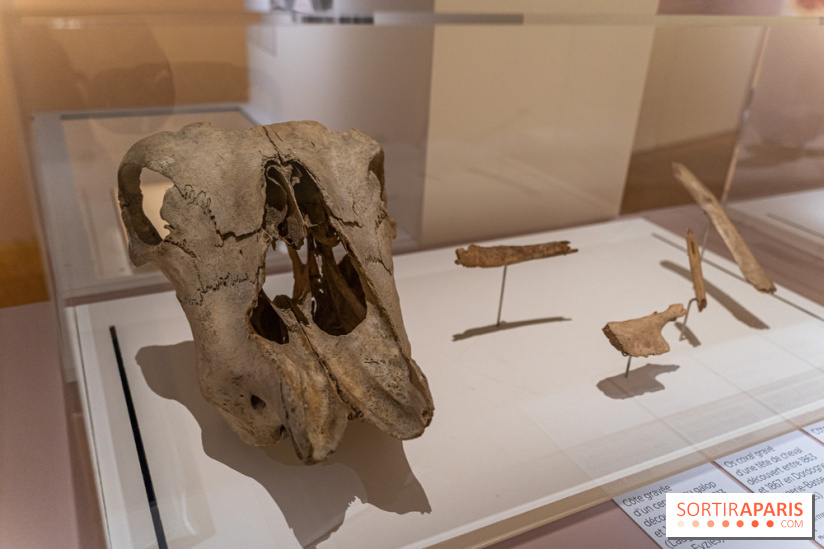 Picasso et la Préhistoire, les photos de l'exposition au Musée de l'Homme