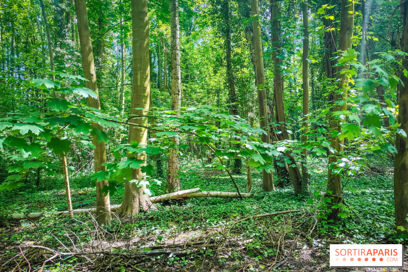 Le Hangar Y à Meudon, nos photos - forêt 