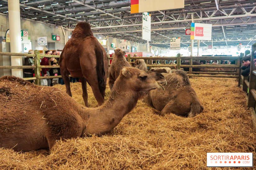 Salon de l'agriculture 2023