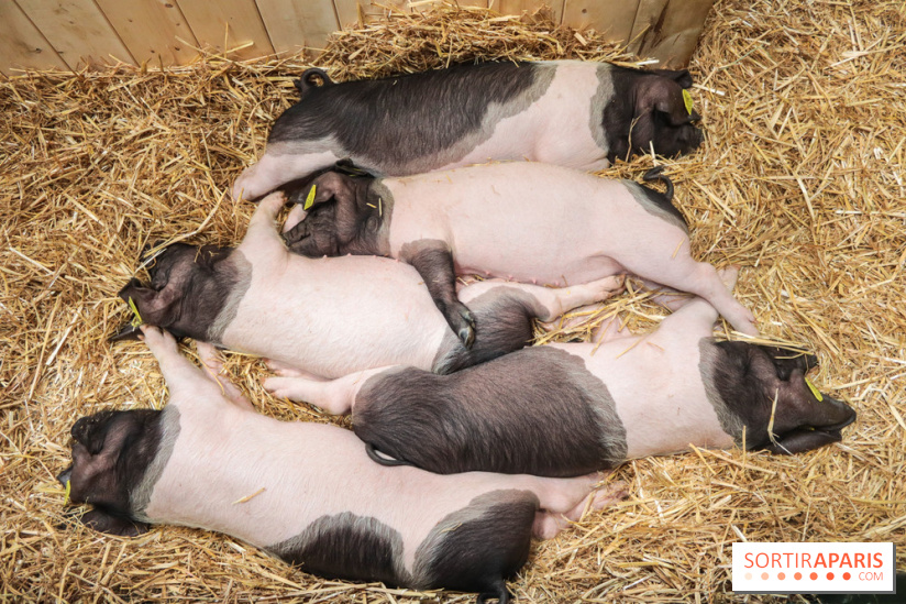 Salon de l'agriculture 2023 - 20230227160148 IMG 3934