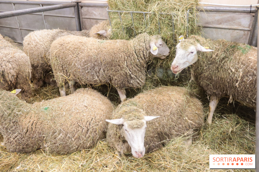 Salon de l'agriculture 2023 - 20230227154250 IMG 3908