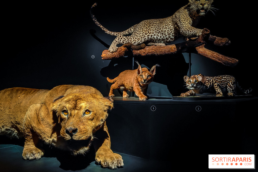 Félins, l'exposition qui nous fait craquer au Muséum national d'Histoire naturelle - photos