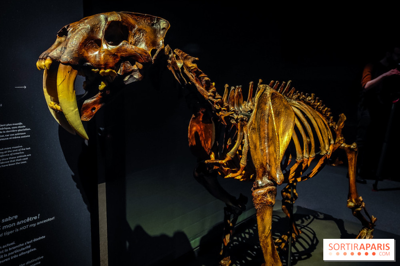 Félins, l'exposition qui nous fait craquer au Muséum national d'Histoire naturelle - photos - IMG20230321100015