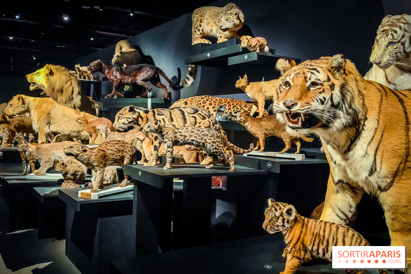Félins, l'exposition qui nous fait craquer au Muséum national d'Histoire naturelle - photos - IMG20230321100418