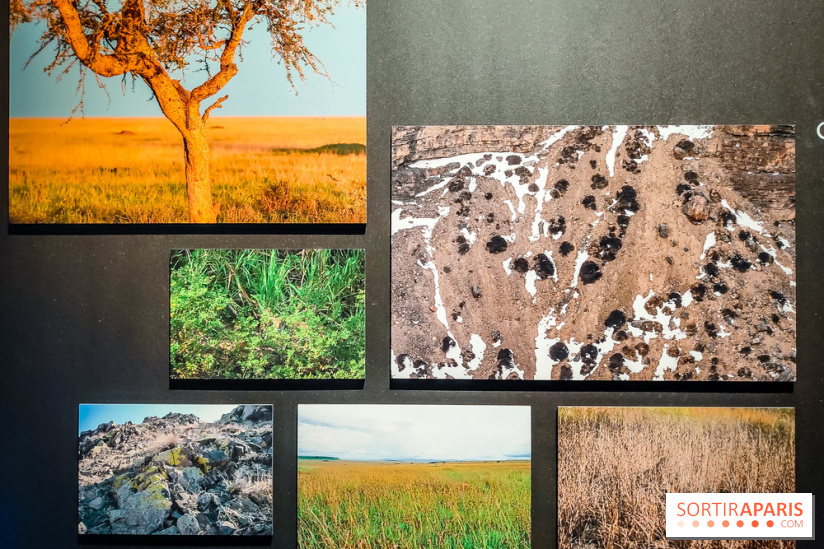 Félins, l'exposition qui nous fait craquer au Muséum national d'Histoire naturelle - photos - IMG20230321100948