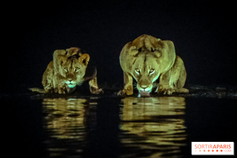 Félins, l'exposition qui nous fait craquer au Muséum national d'Histoire naturelle - photos - IMG20230321095734