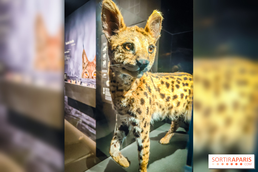 Félins, l'exposition qui nous fait craquer au Muséum national d'Histoire naturelle - photos - IMG20230321100758