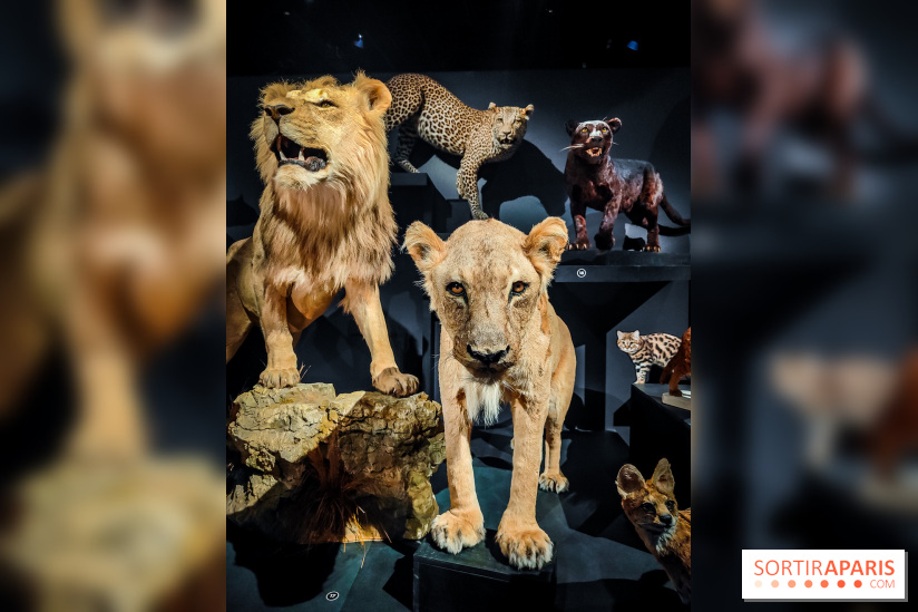 Félins, l'exposition qui nous fait craquer au Muséum national d'Histoire naturelle - photos - IMG20230321102259