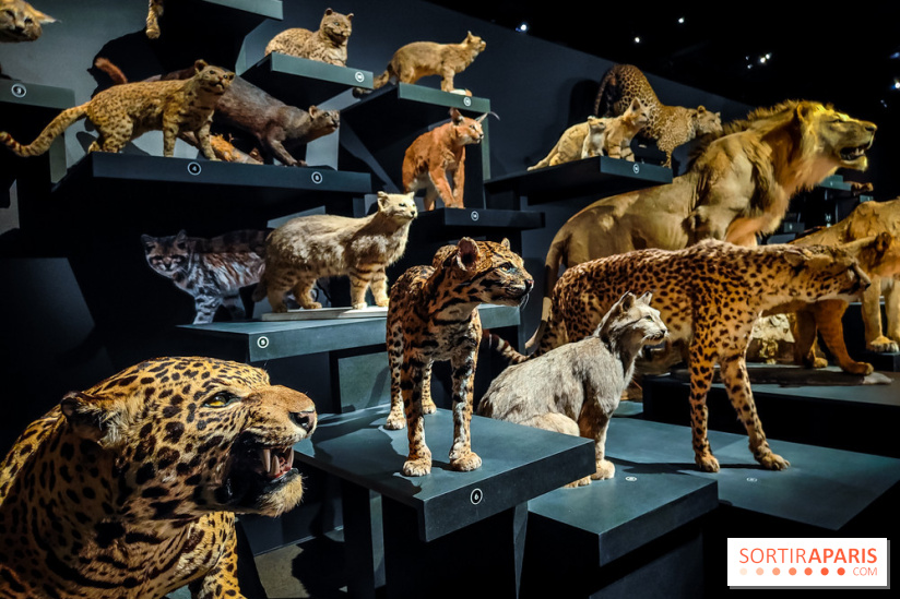 Félins, l'exposition qui nous fait craquer au Muséum national d'Histoire naturelle - photos - IMG20230321102209