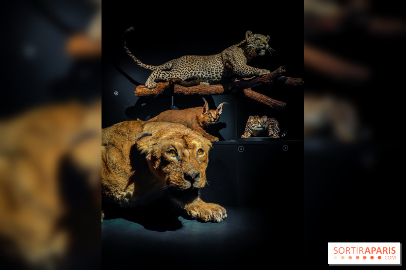 Félins, l'exposition qui nous fait craquer au Muséum national d'Histoire naturelle - photos - IMG20230321100516