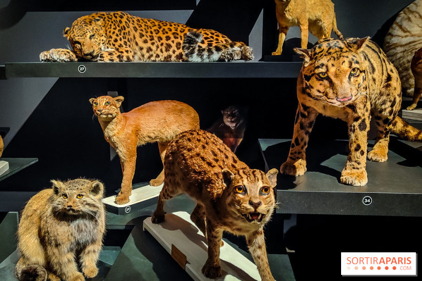 Félins, l'exposition qui nous fait craquer au Muséum national d'Histoire naturelle - photos - IMG20230321102352