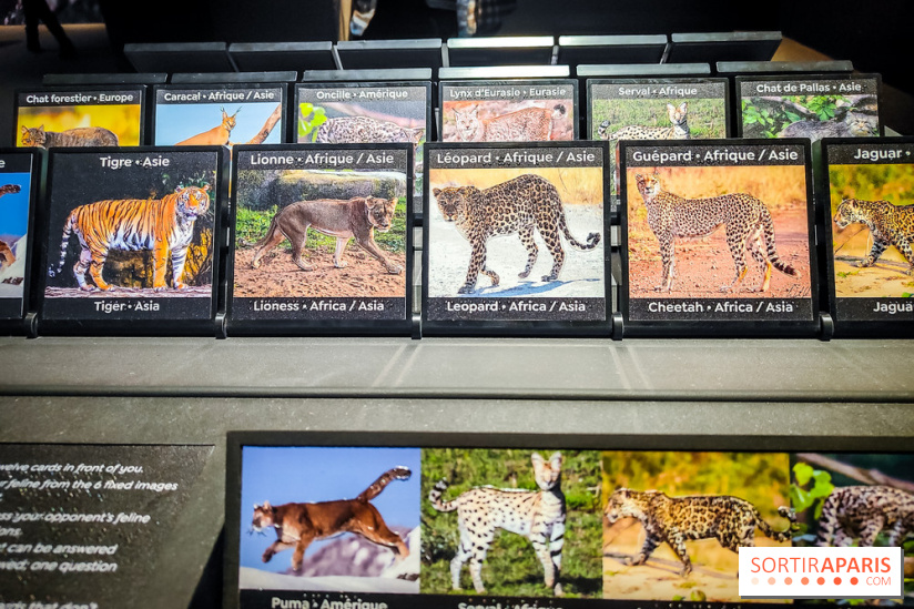 Félins, l'exposition qui nous fait craquer au Muséum national d'Histoire naturelle - photos - IMG20230321100207