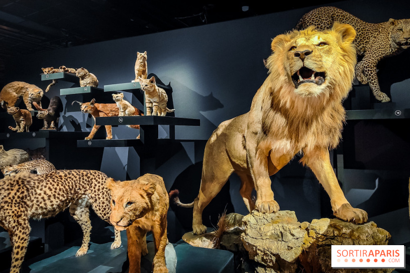 Félins, l'exposition qui nous fait craquer au Muséum national d'Histoire naturelle - photos - IMG20230321102227