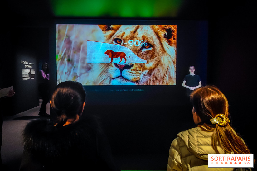Félins, l'exposition qui nous fait craquer au Muséum national d'Histoire naturelle - photos - IMG20230321100446
