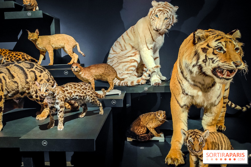 Félins, l'exposition qui nous fait craquer au Muséum national d'Histoire naturelle - photos - IMG20230321102405