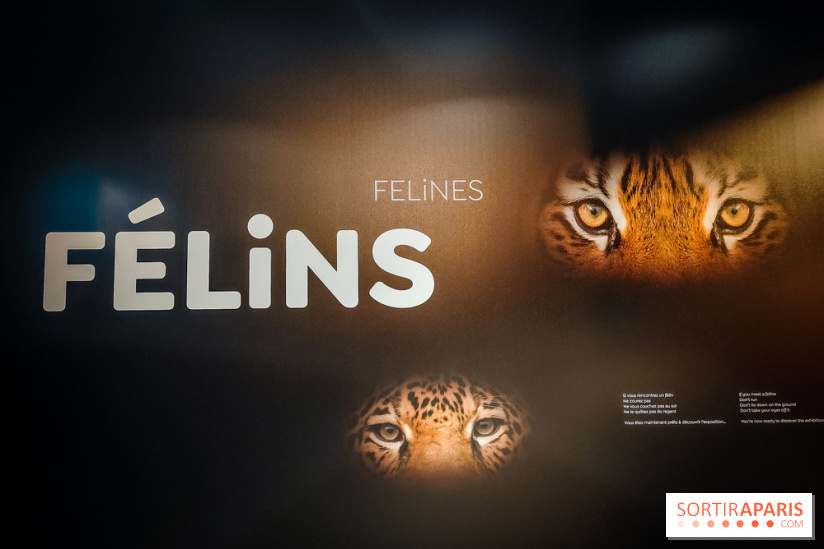 Félins, l'exposition qui nous fait craquer au Muséum national d'Histoire naturelle - photos - IMG20230321095626