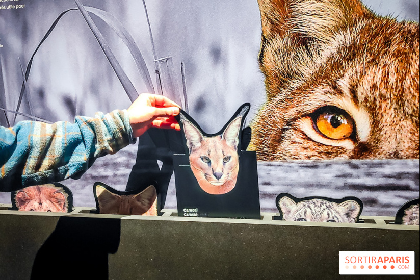 Félins, l'exposition qui nous fait craquer au Muséum national d'Histoire naturelle - photos - IMG20230321100601