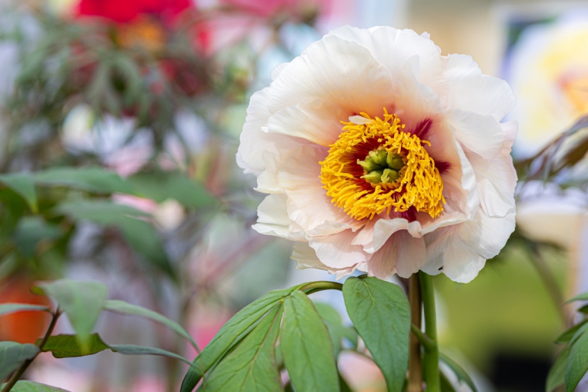 Les journées des plantes & Art  - 0S6A4047 2