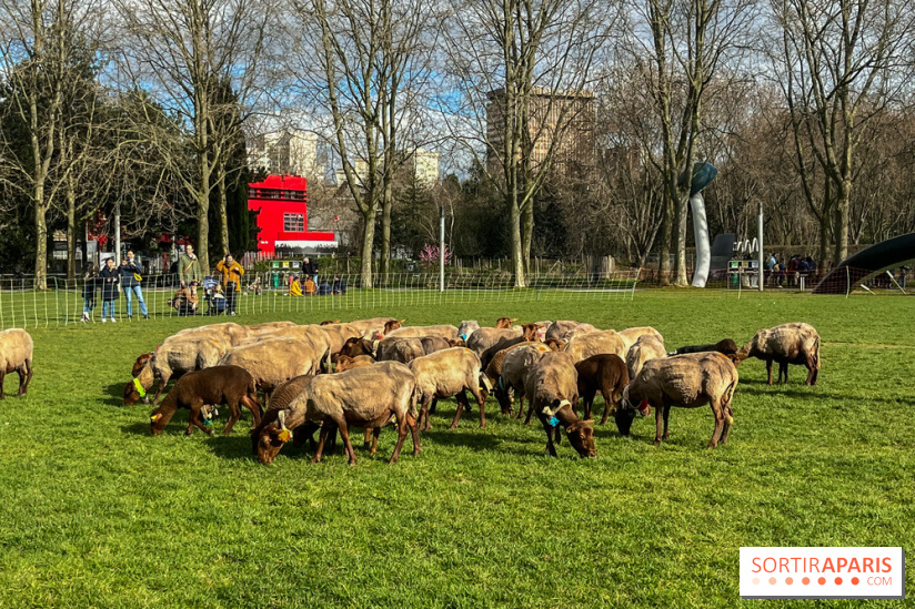 Transhumance à la Villette - E0C1AEB3 FEBD 45CF 88A2 0C8320DD6F8A