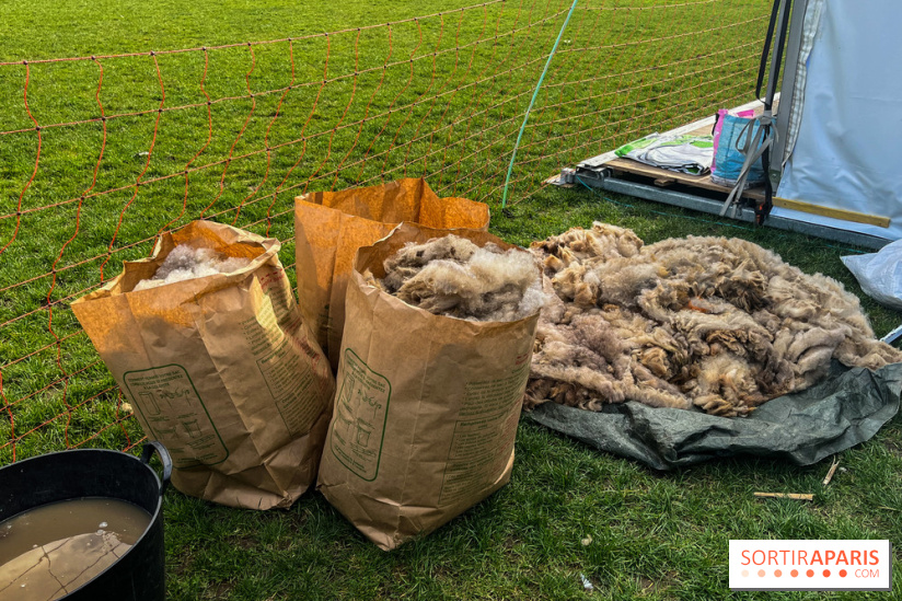 Transhumance à la Villette - A8D2E2C4 F850 4864 A12B 447F43532100