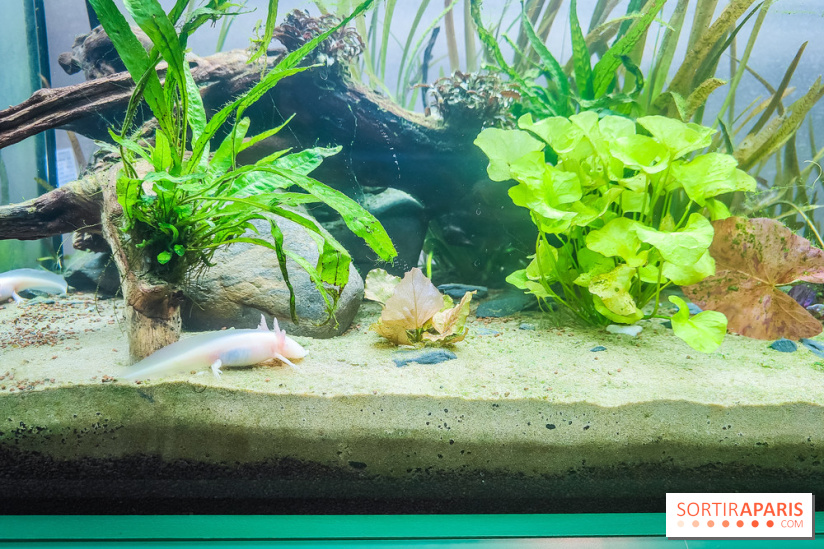 Métamorphoses, l'exposition poétique à découvrir à la Cité des Sciences et de l'Industrie  - IMG20230405144351