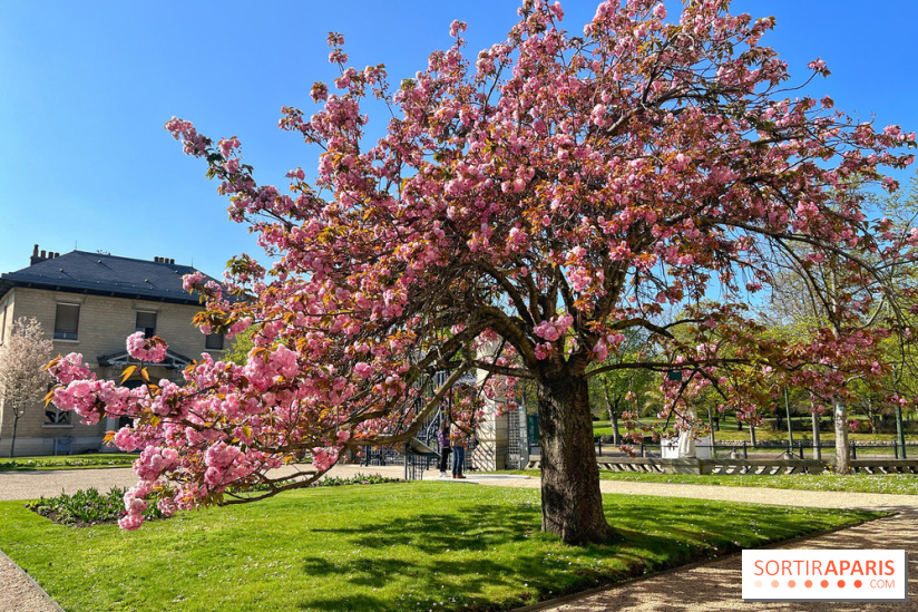 Cerisier - Jardin des Serres d'Auteuil - IMG 1493