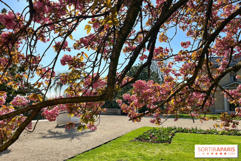 Cerisier - Jardin des Serres d'Auteuil