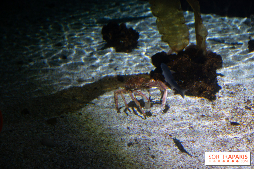 Aquarium Sea Life - IMG 8388