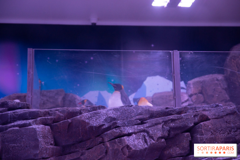 Aquarium Sea Life - IMG 8391