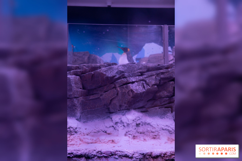 Aquarium Sea Life - IMG 8392