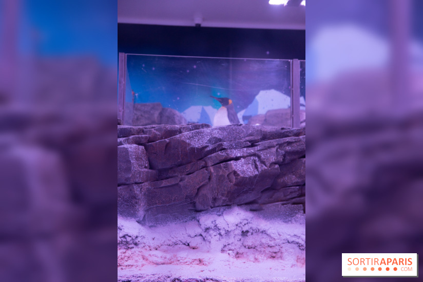 Aquarium Sea Life - IMG 8393