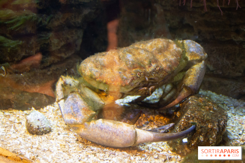 Aquarium Sea Life - IMG 8394