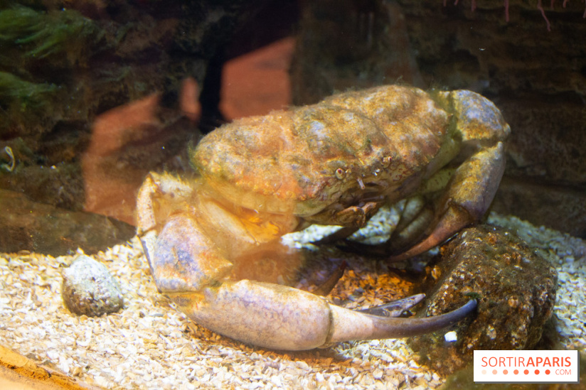 Aquarium Sea Life - IMG 8395