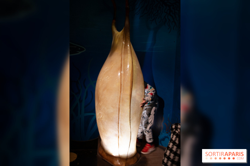 Aquarium Sea Life - IMG 8380