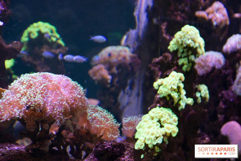 Aquarium Sea Life