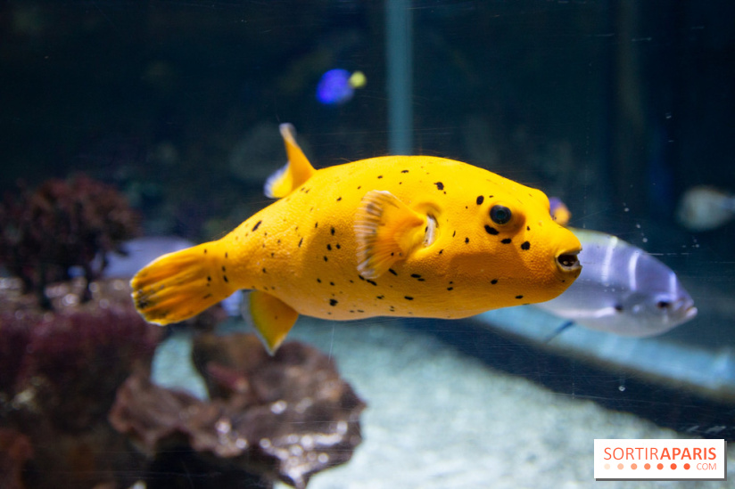 Aquarium Sea Life - IMG 8301