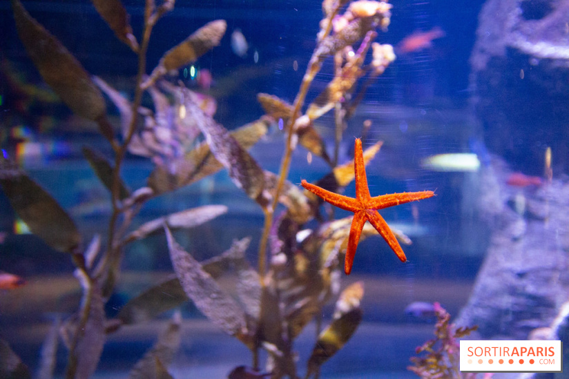 Aquarium Sea Life