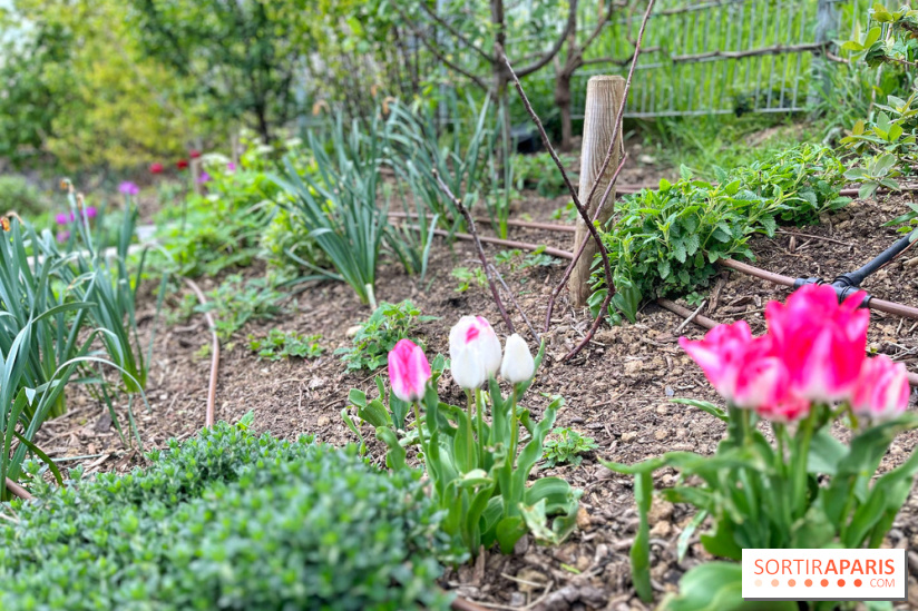 Balade sur la Petite Ceinture du 19e - IMG 1974
