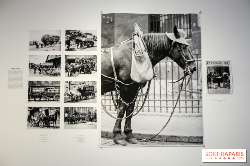 Paris Animal, nos photos de l'expo à Paris