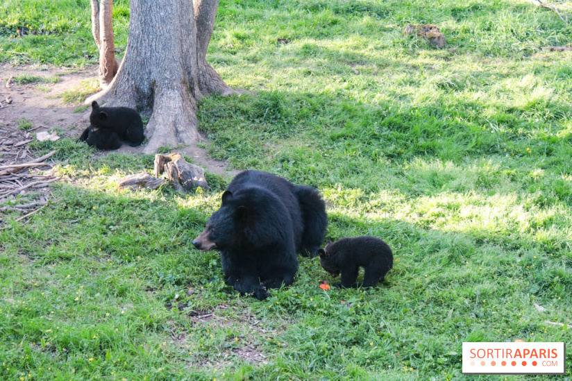 Zoo de Thoiry 2023 - 9A696A9F B419 49F2 976F AFEA6F87871D