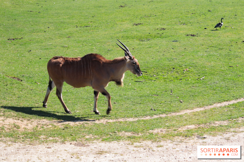 Zoo de Thoiry 2023 - Antilope