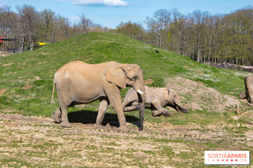 Zoo de Thoiry 2023 - Elephant