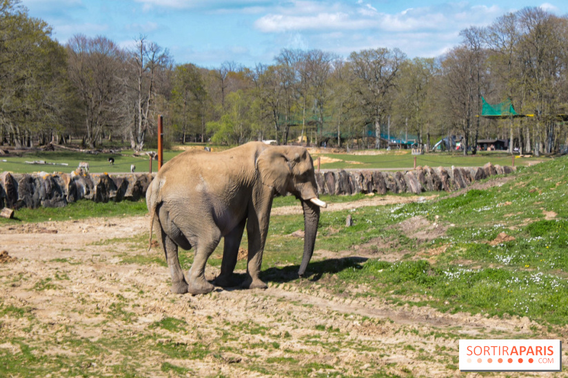 Zoo de Thoiry 2023 -Eléphant