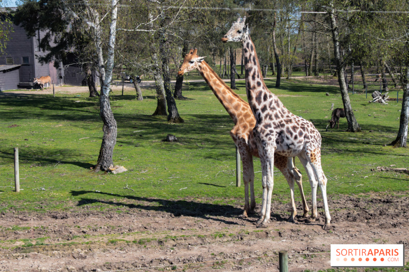 Zoo de Thoiry 2023 - Girafes