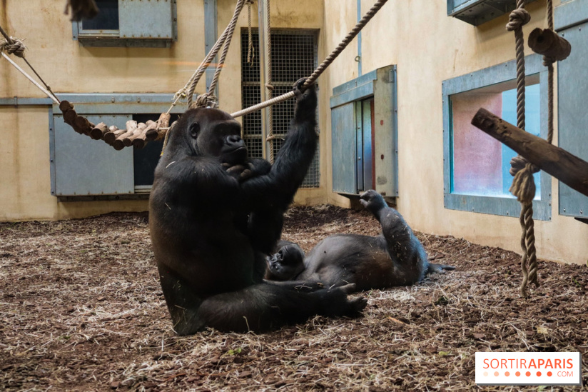 Zoo de Thoiry 2023 - Gorille